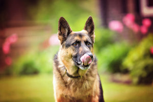 Premium chicken blend - natural raw dog food with essential nutrients