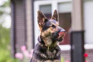 Raw green tripe for dogs - natural digestive health supplement