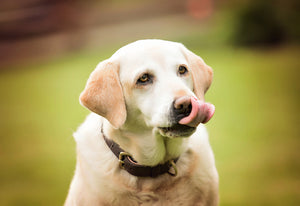 Premium turkey blend - natural raw dog food with essential nutrients