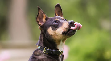 The Ultimate Guide to Raw Dog Food Benefits: Why Your Pet Deserves Better