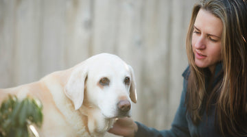 Senior Dogs and Raw Diet: The Life-Changing Benefits of Making the Switch