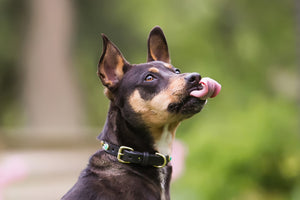 Premium beef blend - natural raw dog food with essential nutrients