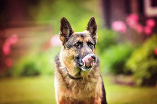 Premium chicken blend - natural raw dog food with essential nutrients